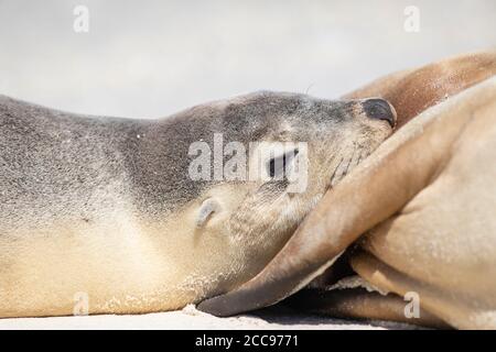 Lion de mer d'Australie (Neophoca cinerea) lait de tétée juvénile de sa mère Banque D'Images