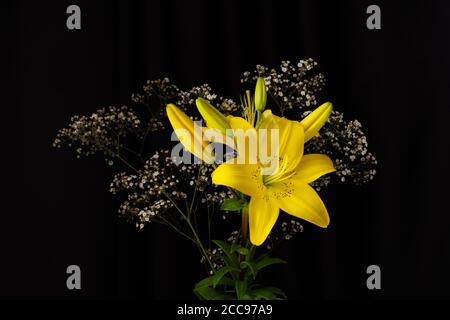 Lys jaunes sur fond noir. Bouquet de lys et petites fleurs blanches. Studio tourné sur un arrière-plan isolé et neutre. Conception horizontale avec Banque D'Images