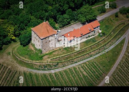 La tour du château de Wildeck est visible au sommet de sa colline, où se trouvent de nombreux vignobles. Banque D'Images