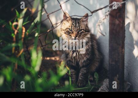 Chaton gris moelleux assis dans l'arrière-cour au soleil. Joli petit chat. Banque D'Images