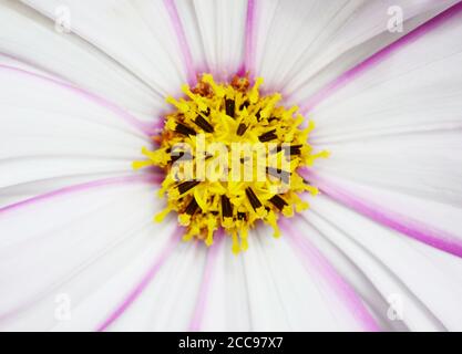 Macro de jolie fleur cosmos avec pétales blancs et rayures roses, étamines couvertes de pollen jaune Banque D'Images