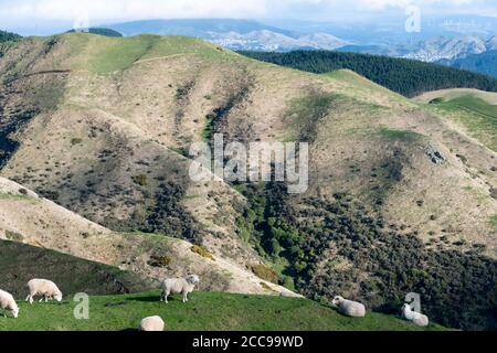 Moutons sur des collines ondoyantes, Parc régional de Belmont, Wellington, Île du Nord, Nouvelle-Zélande Banque D'Images