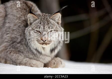 Gros plan d'un lynx du Canada (Lynx canadensis) reposant sur la neige, les yeux à moitié fermés, présentant une fourrure épaisse, des touffes d'oreilles noires et des adaptations hivernales. Banque D'Images