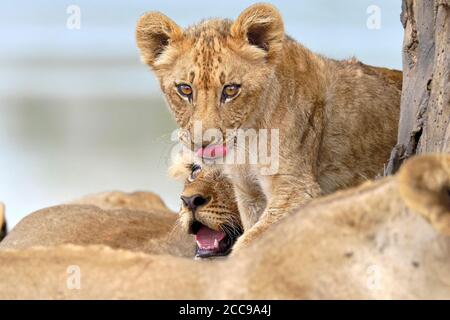 Portrait lion cub, Panthera leo, yeux face à gros plan. Arrière-plan flou. Parc national de Luangwa Sud, Zambie Banque D'Images