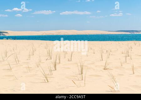 Cale-Cap-Ferret (sud-ouest de la France) : herbe de marram européenne (ou pelouse de plage européenne) dans le sable de la Pointe du Cap-Ferret et vue d'ensemble de la dune Banque D'Images