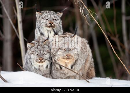 Trois lynx du Canada (Lynx canadensis) se sont blottis ensemble sur la neige, affichant une fourrure épaisse, des touffes d'oreilles noires et de grandes pattes dans leur habitat hivernal. Banque D'Images