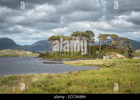 Les douze pins sur une île de Derryclare Lough in Comté de Galway Irlande Banque D'Images