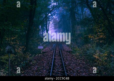 Rails d'un chemin de fer à voie étroite dans une forêt mystique brumeuse, forêt brumeuse et rails étroits Banque D'Images
