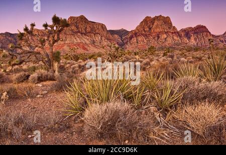 Yuccas de banane, yuccas de yuccas de Joshua en face des rochers de grès Bluff au lever du soleil dans la région de Red Rock Canyon, dans le désert de Mojave près de Las Vegas, Nevada, États-Unis Banque D'Images