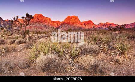 Yuccas de banane, yuccas de yuccas de Joshua en face des rochers de grès Bluff au lever du soleil dans la région de Red Rock Canyon, dans le désert de Mojave près de Las Vegas, Nevada, États-Unis Banque D'Images