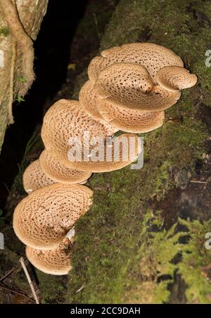 Champignons sauvages la selle de Dryad ou le champignon du dos Pheasant (Cerioporus squamosus) poussant sur une souche d'arbre morte à Shropshire, en Grande-Bretagne, au Royaume-Uni Banque D'Images