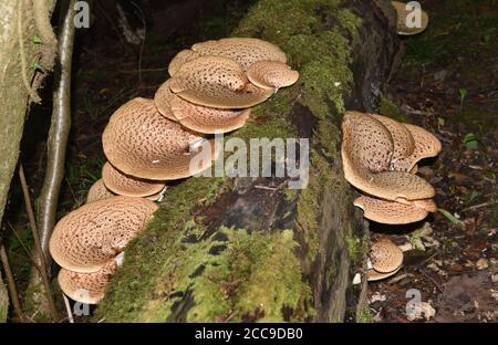 Champignons sauvages la selle de Dryad ou le champignon du dos Pheasant (Cerioporus squamosus) poussant sur une souche d'arbre morte à Shropshire, en Grande-Bretagne, au Royaume-Uni Banque D'Images