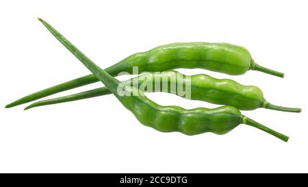 Gousses de radis (Raphanus sativus silique) isolées sur blanc Banque D'Images