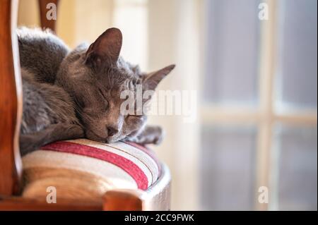 Le chat bleu russe s'est endormi sur la chaise au soleil Banque D'Images