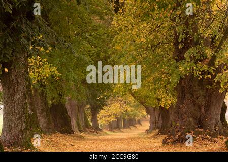 Beau tilleul boulevard à l'automne en Allemagne Bavière près de Mindelheim Banque D'Images