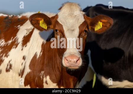 Irish simmental bovins dans un ranch agricole en Europe pour industrie du lait et de la viande Banque D'Images