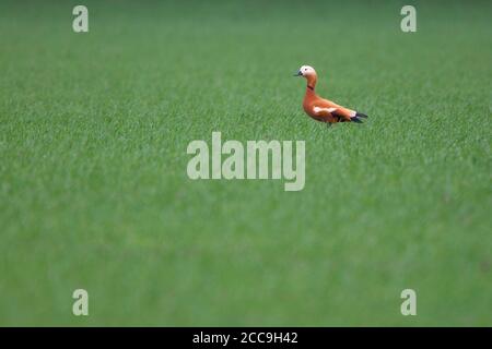 Homme Ruddy Shelduck (Tadorna ferruginea) debout dans un pré vert aux pays-Bas. Banque D'Images