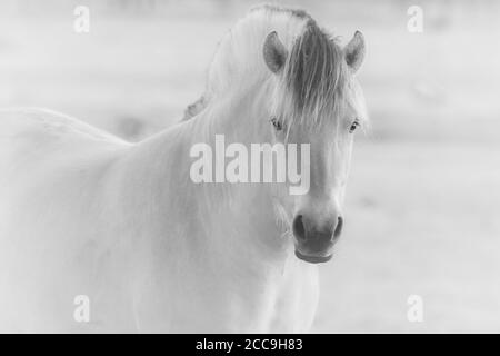 portrait artistique d'un cheval en gris noir et blanc mettre à l'échelle le flou d'arrière-plan de mise au Banque D'Images