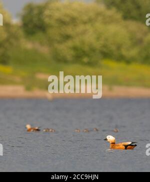 Nager dans les canards de Ruddy (Tadorna ferruginea) dans un lac d'eau douce à Weurt, Gelderland, pays-Bas. Homme adulte avec plusieurs jeunes poussins Banque D'Images