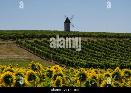 Ancien moulin à vent dans le vignoble de Villeneuve-de-Duras, Lot-et-garonne, France Banque D'Images