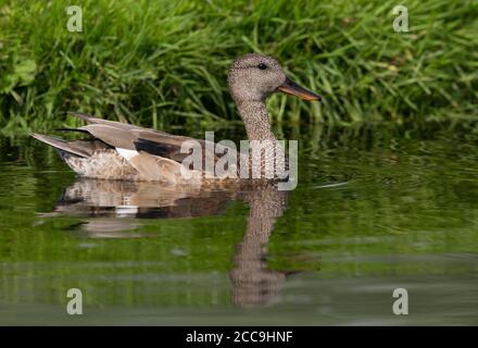 Gadwall mâle (Mareca strespera) dans le plumage eclipse. Nager dans un lac aux pays-Bas. Banque D'Images