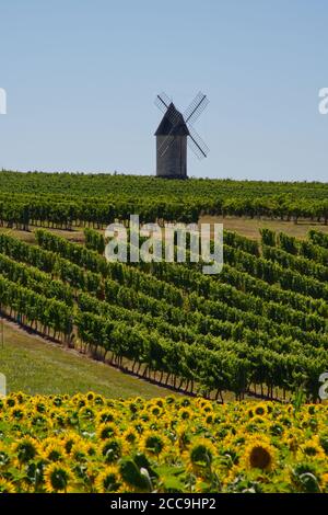 Ancien moulin à vent dans le vignoble de Villeneuve-de-Duras, Lot-et-garonne, France Banque D'Images