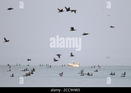 Hivernant les grands Cormorans et les Pélicains dalmates (Pelecanus crispus) nageant, et volant au-dessus, sur le lac Kerkini en Grèce. Banque D'Images