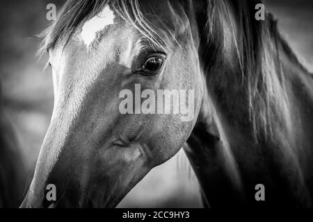 portrait artistique sombre d'un cheval en noir et blanc flou d'arrière-plan de mise au point sélective des niveaux de gris Banque D'Images