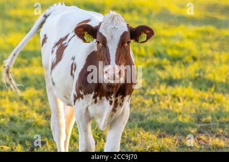Irish simmental bovins dans un ranch agricole en Europe pour industrie du lait et de la viande Banque D'Images