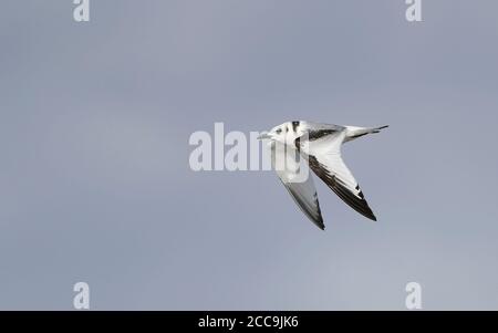 Kittiwake à pattes noires (Rissa tridactyla), jeune en vol à la plage de Skummeslöv, Halland, Suède. Banque D'Images