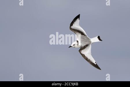 Kittiwake à pattes noires (Rissa tridactyla), jeune en vol à la plage de Skummeslöv, Halland, Suède. Banque D'Images