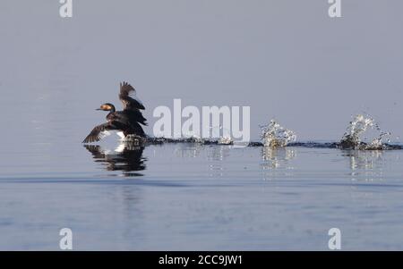 Été la Grebe à col noir (Podiceps nigricollis) débarque sur l'eau à Lille Vildmose au Danemark. Banque D'Images