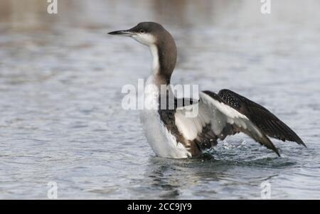 Plongeur à gorge noire (Gavia arctica), nageant dans le port de Nivå au Danemark pendant l'hiver. Étirer ses ailes. Banque D'Images