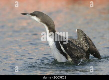 Plongeur à gorge noire (Gavia arctica), nageant dans le port de Nivå au Danemark pendant l'hiver. Étirer ses ailes. Banque D'Images