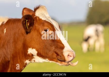 Irish simmental bovins dans un ranch agricole en Europe pour industrie du lait et de la viande Banque D'Images