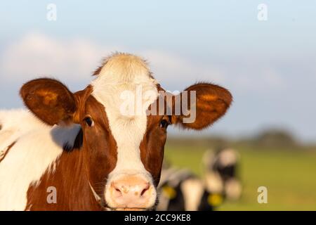 Irish simmental bovins dans un ranch agricole en Europe pour industrie du lait et de la viande Banque D'Images