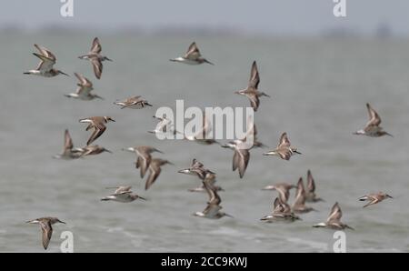 Troupeau de amateurs de kentish (Charadrius alexandrinus) en vol à Pak Thale, Thaïlande. Flock inclut des sandales à large bec. Banque D'Images