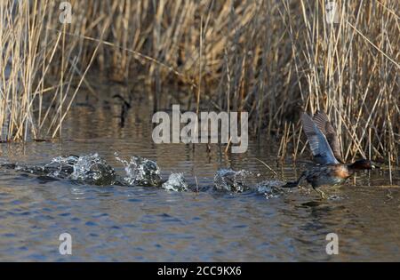 Petit Grebe adulte (Tachybaptus ruficollis) dans un plumage de reproduction sur un marais à Agersø, Danemark. Courant sur de l'eau pour le décollage. Banque D'Images