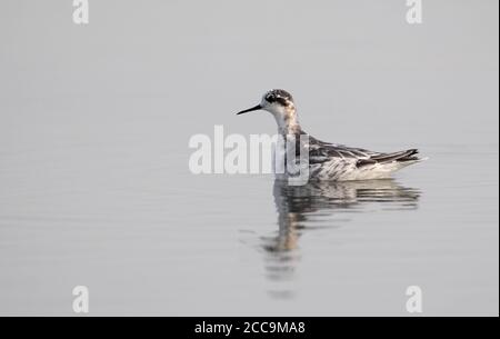 Natation Phalarope à col rouge (Phalaropus lobatus) au début du printemps à Pak Thale, en Thaïlande. Banque D'Images