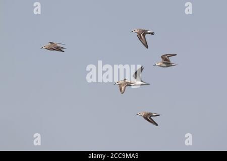 Stint à col rouge (Calidris ruficollis) à Pak Thale, Thaïlande. Floqué de stints en vol. Banque D'Images