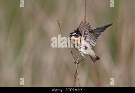 Whinchat mâle (Saxicola rubetra) en équilibre sur une petite branche au Danemark au printemps. Banque D'Images