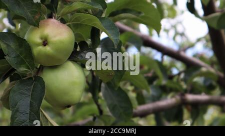 Deux petites pommes vertes mûres sur une branche ensemble sur un arbre avec des feuilles vertes en été dans le jardin. Gros plan Banque D'Images