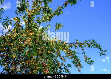 Un grand pommier parsemé de nombreuses pommes mûres contre le ciel bleu. Jour ensoleillé d'été. Récoltez des fruits dans le jardin. Copier l'espace. Photo de haute qualité Banque D'Images