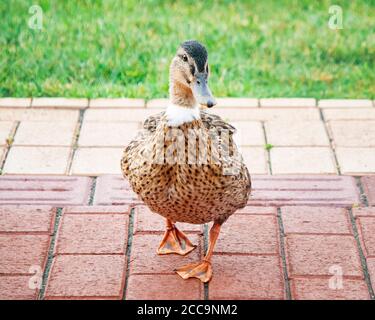 Canard marchant sur un chemin dans le parc Banque D'Images