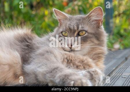 Beau chat rêveur Banque D'Images