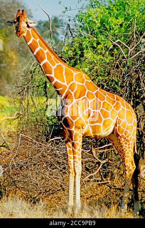 GIRAFE DANS LA NATURE DU KENYA Banque D'Images