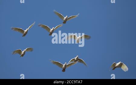 Troupeau de Cockatoos à crête de soufre (Cacatua galerita) dans le parc national Royal, en Australie. Groupe en vol, vu de dessous. Banque D'Images