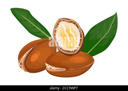 Argan isolé sur fond blanc. Branche d'argan, noix et feuilles. Usine cosmétique et médicale. Huile essentielle organique. Illustration du vecteur de stock Illustration de Vecteur