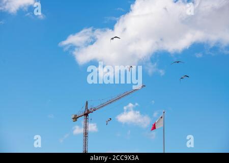 Drapeau maltais et mouette blanche volant dans le ciel bleu. Drapeau de Malte Banque D'Images