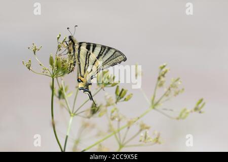 Rare Swallowtail reposant sur une petite usine de Mercantour en France. Banque D'Images